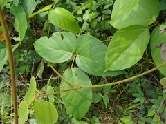 Silverleaf Mucuna (Mucuna argyrophylla)
