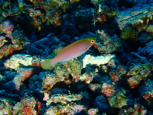 Cirrhilabrus rubrimarginatus observed 2026-06-06