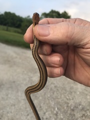 Liodytes rigida sinicola