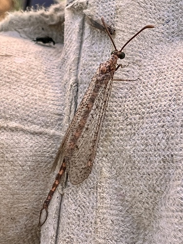 Sacken's Antlion