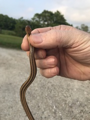 Liodytes rigida sinicola