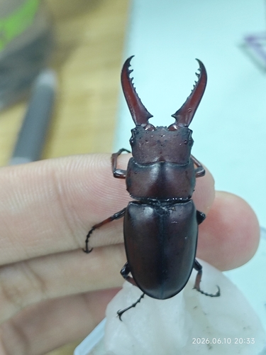 Prosopocoilus astacoides dubernardi