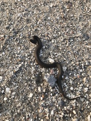 Liodytes rigida sinicola