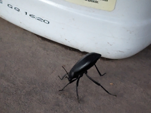 Eleodes longicollis