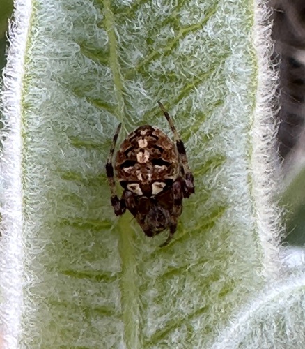 iNaturalist observation photo of Arabesque Orbweaver