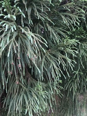Cryptomeria
