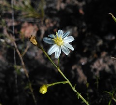 Gutierrezia solbrigii