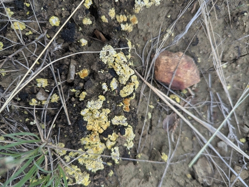 Soil Paint Lichen