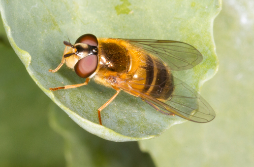 Epistrophe eligans nuotrauka