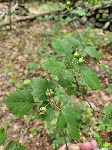 Crataegus pruinosa, 2026-06-10