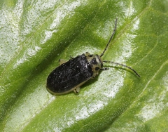 Trirhabda geminata