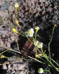Gutierrezia solbrigii