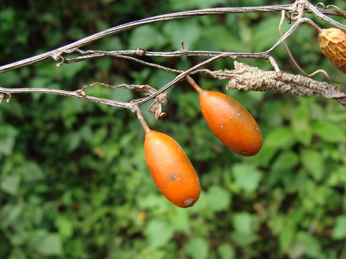 Cayaponia racemosa