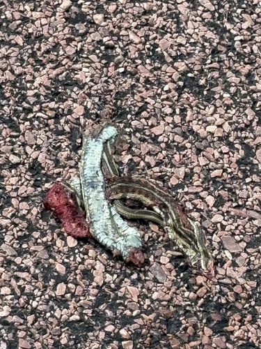 Common Garter Snake