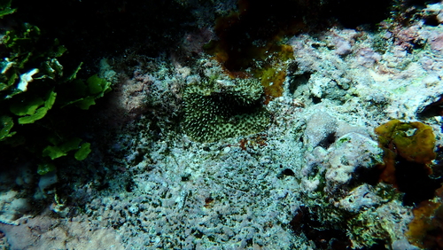 Stylocoeniella armata observed 2026-06-09