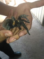 Brachypelma albiceps