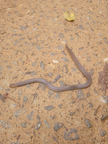 Photo of a Kerala Shieldtail (Uropeltis ceylanica)