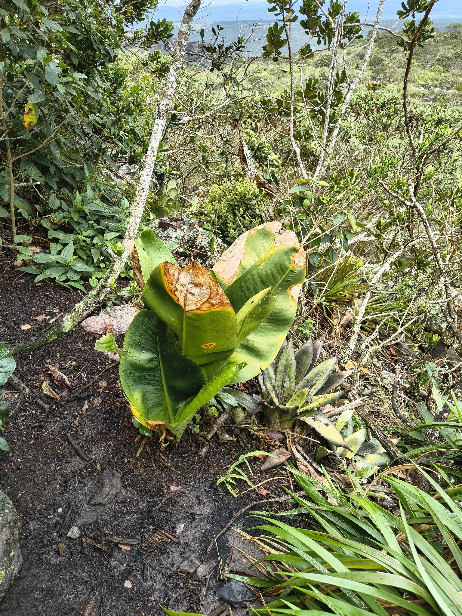 Anthurium erskinei Mayo 2