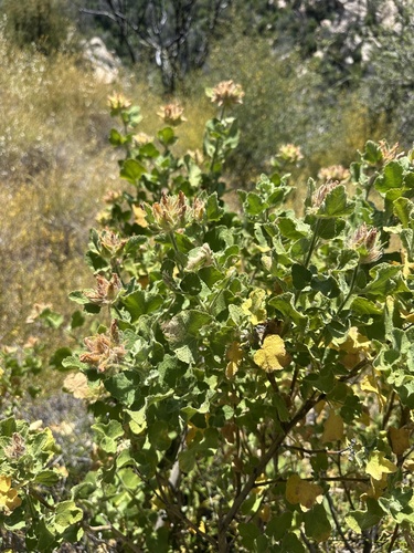 Malacothamnus lucianus, photograph 3