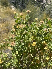 Malacothamnus lucianus, photograph (c) paulexcoff, some rights reserved (CC BY-SA)