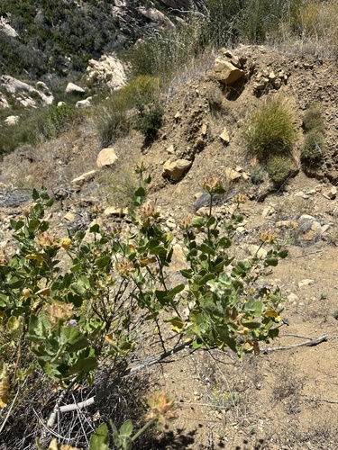 Malacothamnus lucianus, photograph 4