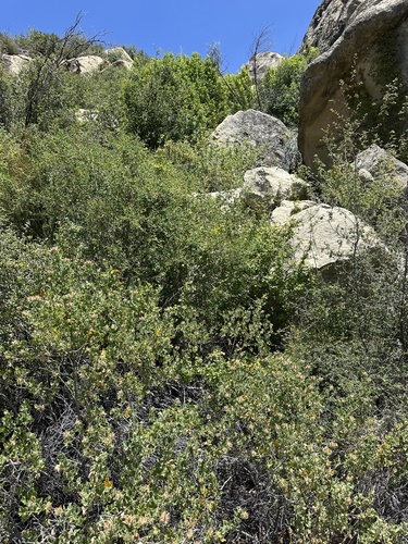Malacothamnus lucianus, photograph 2