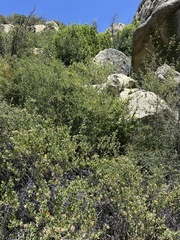 Malacothamnus lucianus, photograph (c) paulexcoff, some rights reserved (CC BY-SA)