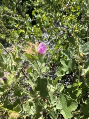 Malacothamnus lucianus