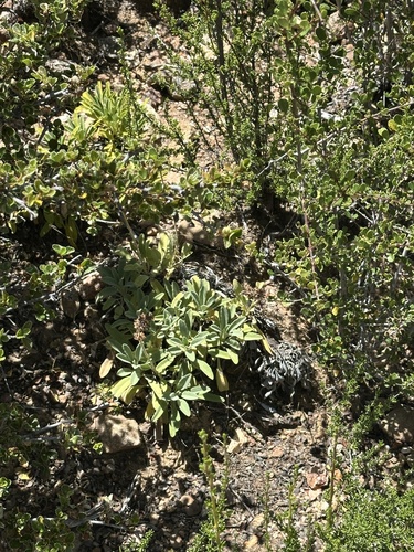Salvia sonomensis, photograph 2