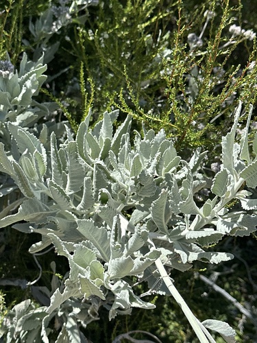 Eriodictyon tomentosum, photograph 6