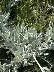 Eriodictyon tomentosum, photograph (c) paulexcoff, some rights reserved (CC BY-SA)