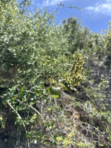 Lonicera interrupta, photograph 4