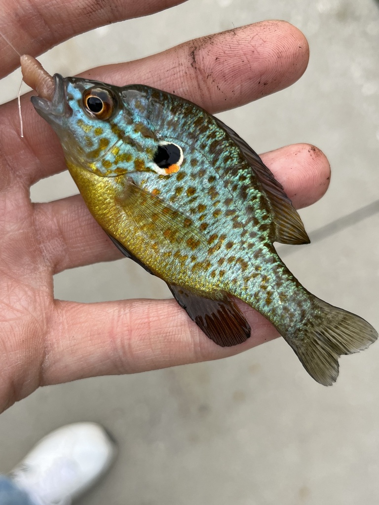 Orangespotted × Pumpkinseed Sunfish