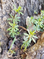 Galium concinnum