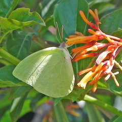 Aphrissa neleis