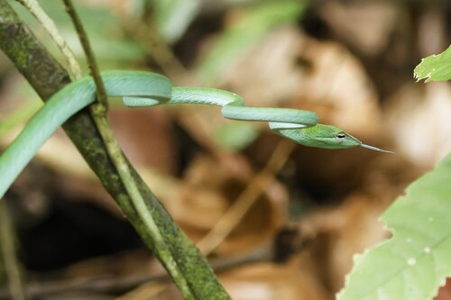 Oriental Whipsnake