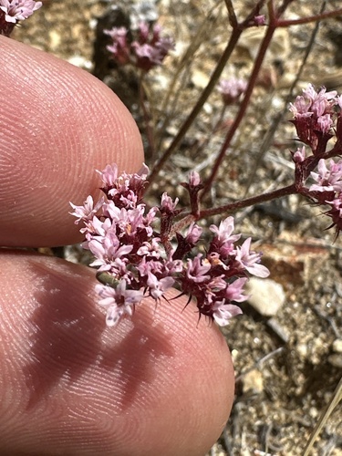 Chorizanthe staticoides, photograph 5