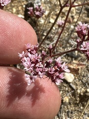 (c) paulexcoff, some rights reserved (CC BY-SA) Chorizanthe staticoides, photograph (c) paulexcoff, some rights reserved (CC BY-SA)