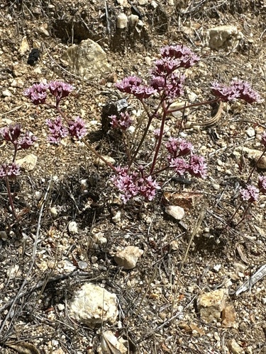 Chorizanthe staticoides, photograph 6