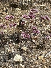 Chorizanthe staticoides, photograph (c) paulexcoff, some rights reserved (CC BY-SA)