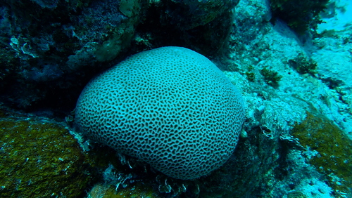 Goniastrea edwardsi observed 2026-06-09