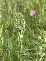 Castilleja attenuata