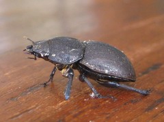 Geodorcus helmsi