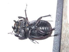 Geodorcus helmsi