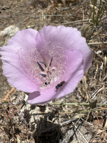 Calochortus splendens, photograph 5