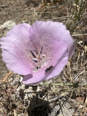 Calochortus splendens, photograph (c) paulexcoff, some rights reserved (CC BY-SA)