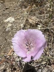 Calochortus splendens, photograph (c) paulexcoff, some rights reserved (CC BY-SA)