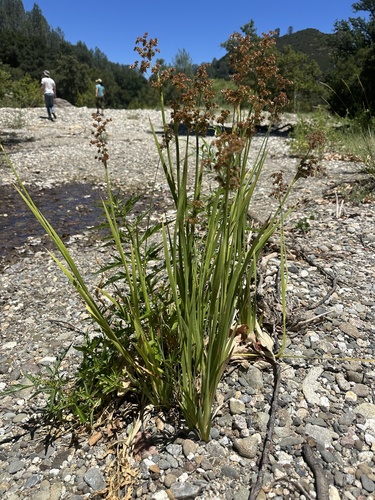 Juncus xiphioides, photograph 5