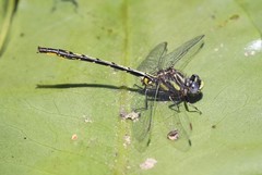 Phanogomphus diminutus