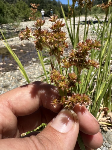 Juncus xiphioides, photograph 4